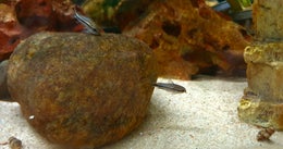 K&auml;&auml;pi&ouml;monninen Gastrodermus pygmaeus, (Corydoras pygmaeus)