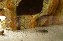 K&auml;&auml;pi&ouml;monninen Gastrodermus pygmaeus, (Corydoras pygmaeus)