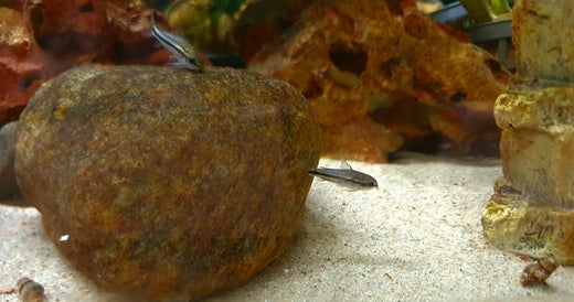 K&auml;&auml;pi&ouml;monninen Gastrodermus pygmaeus, (Corydoras pygmaeus)
