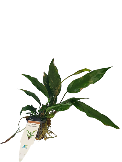 Kapeakeih&auml;slehti, Anubias lanceolata