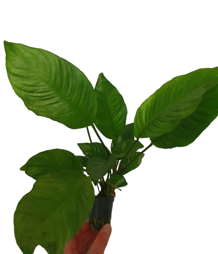 Kongonkeih&auml;slehti, Anubias heterophylla